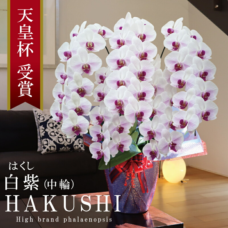 入会祝賀会 夢見鳥蘭 中輪 5本立ち 55輪～ 純国産 白紫 はくし  白 紫縞模様 花持ち長々しい 開院祝賀会 御祝 開店祝賀会 取り立て祝賀会 退位祝賀会 移し替える祝賀会 母の日 生まれ落ちる日 一緒になる祝 当選祝賀会 年長祝賀会 法人 立札 ラッピング 花 差し上げ物 付いて行く 出どころ植木室直送 最短当日送りとどける 王立園芸連合書きとどめる商いもの