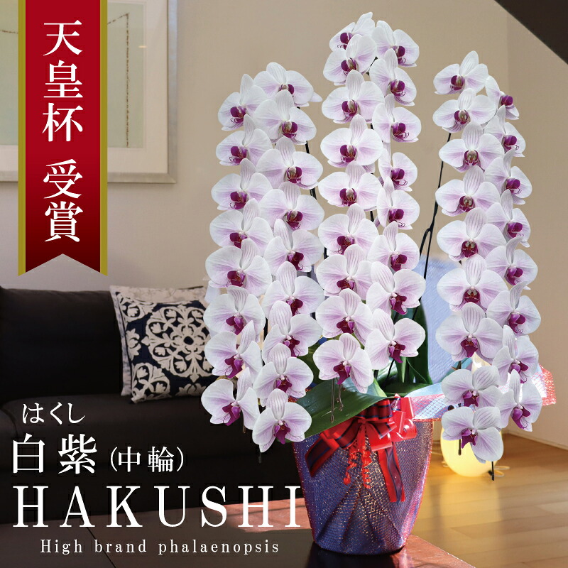 入会祝賀会 夢見鳥蘭 中輪 3本立ち 60輪～ 純国産 白紫 はくし  白 紫縞模様 花持ち長々しい 開院祝賀会 御祝 祝賀会 開店祝賀会 移し替える祝賀会 母の日 生まれ落ちる日 一緒になる祝 法人 立札 ラッピング 花 差し上げ物 付いて行く 出どころ植木室直送 最短当日送りとどける 王立園芸連合書きとどめる商いもの