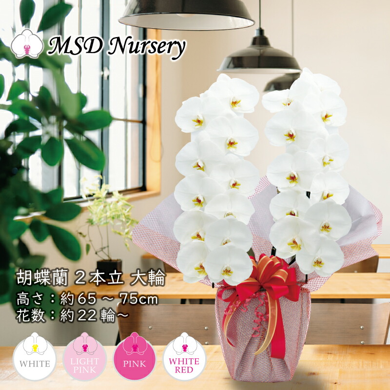 値下げ中】胡蝶蘭3本×2