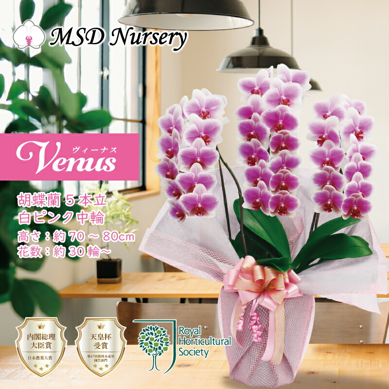 日本正規品 お盆中発送 ヴィーナス ブランド胡蝶蘭 中輪 5本立ち 30輪 胡蝶蘭 祝い花 生花 鉢 洋蘭 洋ラン 純国産 白ピンク 産地直送 花持ち長い ラン 蘭 お祝い プレゼント 花 ギフト 贈り物 お誕生日 開店祝い 開業祝い 敬老の日 立札無料 王立園芸協会 お供え
