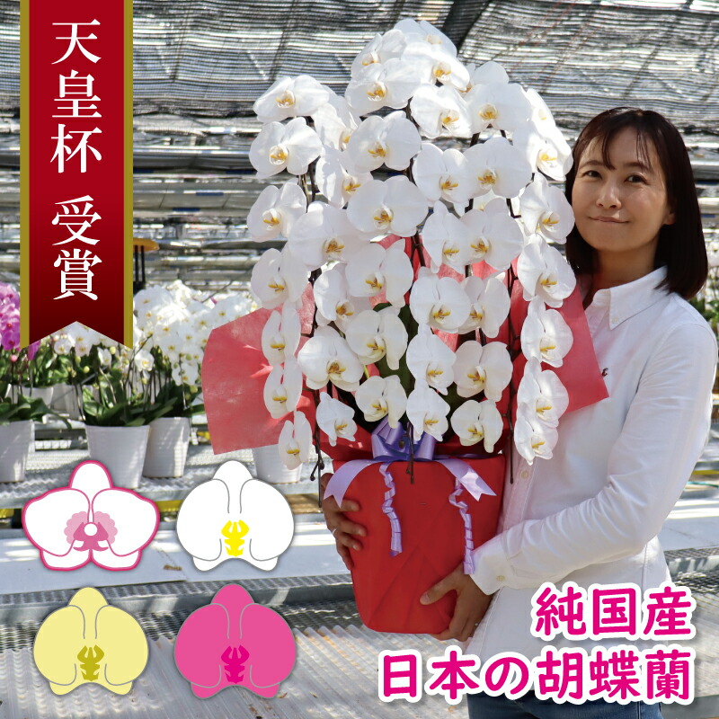 夢見鳥蘭 大輪 中輪 3本立ち 5本立ち 純国産 花持ち長々しい 開店祝賀会 開業祝賀会 移し替える祝賀会 入会祝賀会 取り立て祝賀会 当選祝賀会 母の日 お生まれ落ちる日 年長祝賀会 立札 ラッピング 法人 立札 最短最短当日送りとどける 全国送りとどける 白×さくら色 花 差し上げ物 差し上げ物 すがた絵送達あり 王立園芸連合書きとどめる商いもの