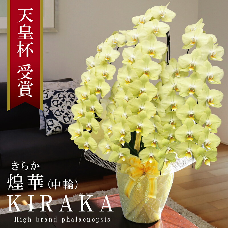 開院祝賀会 夢見鳥蘭 中輪 5本立ち 65輪～ 滅多に無い 純国産 黄味がかった 花持ち長々しい 煌華 きらか 入会祝賀会 開店祝賀会 移し替える祝賀会 お生まれ落ちる日祝賀会 米寿祝賀会 傘寿祝賀会 祝賀会 当選祝賀会 周年祝賀会 縁起物 お引き立て花めく 差し上げ物 出どころ植木室直送 最短当日送りとどける 王立園芸連合書きとどめる商いもの ≪さし出し不可 次回宙ぶらりん≫