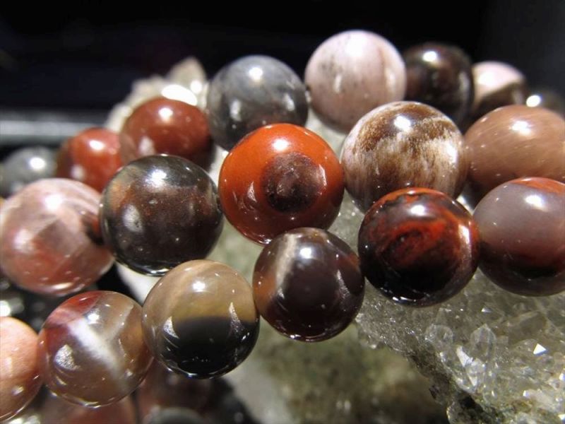 インドネシア産　パームルート　10㎜代　② 楽天市場】パームウッド フォッシルパームウッド【インドネシア産