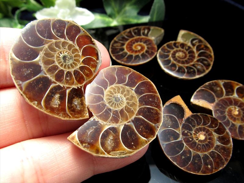 楽天市場】化石標本 アンモナイト 実習用 アソート : SUZUMORI