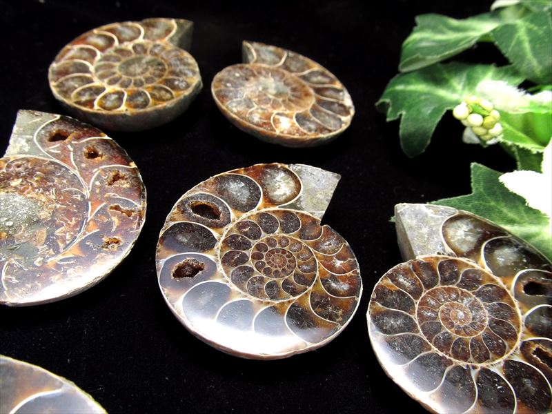 楽天市場】○美しいカルサイト 4A【アンモナイト スライス化石】約20g