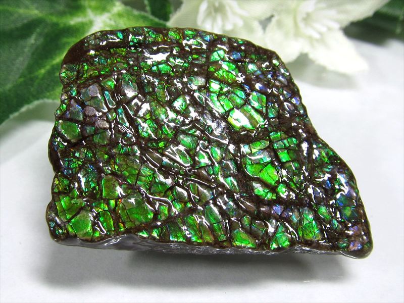 楽天市場】化石 原石 『 史上最高色 アンモライト 』 カナダ