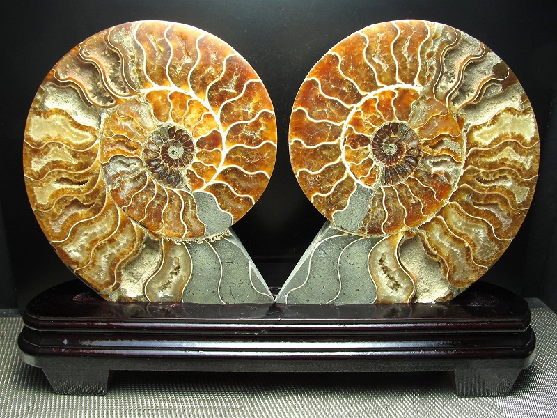 Sin 太い大いさ アンモナイト 切身骨化巌 架坐り込み重さおよそ1849g 台座込みレンジ約32cm 好運を呼び込む石 命の洗濯情人アンモナイト化石 瞬時の潜思人格者 マダガスカル産する まとめての写すでお安く 珍獣幕開けの珠 Pasadenasportsnow Com