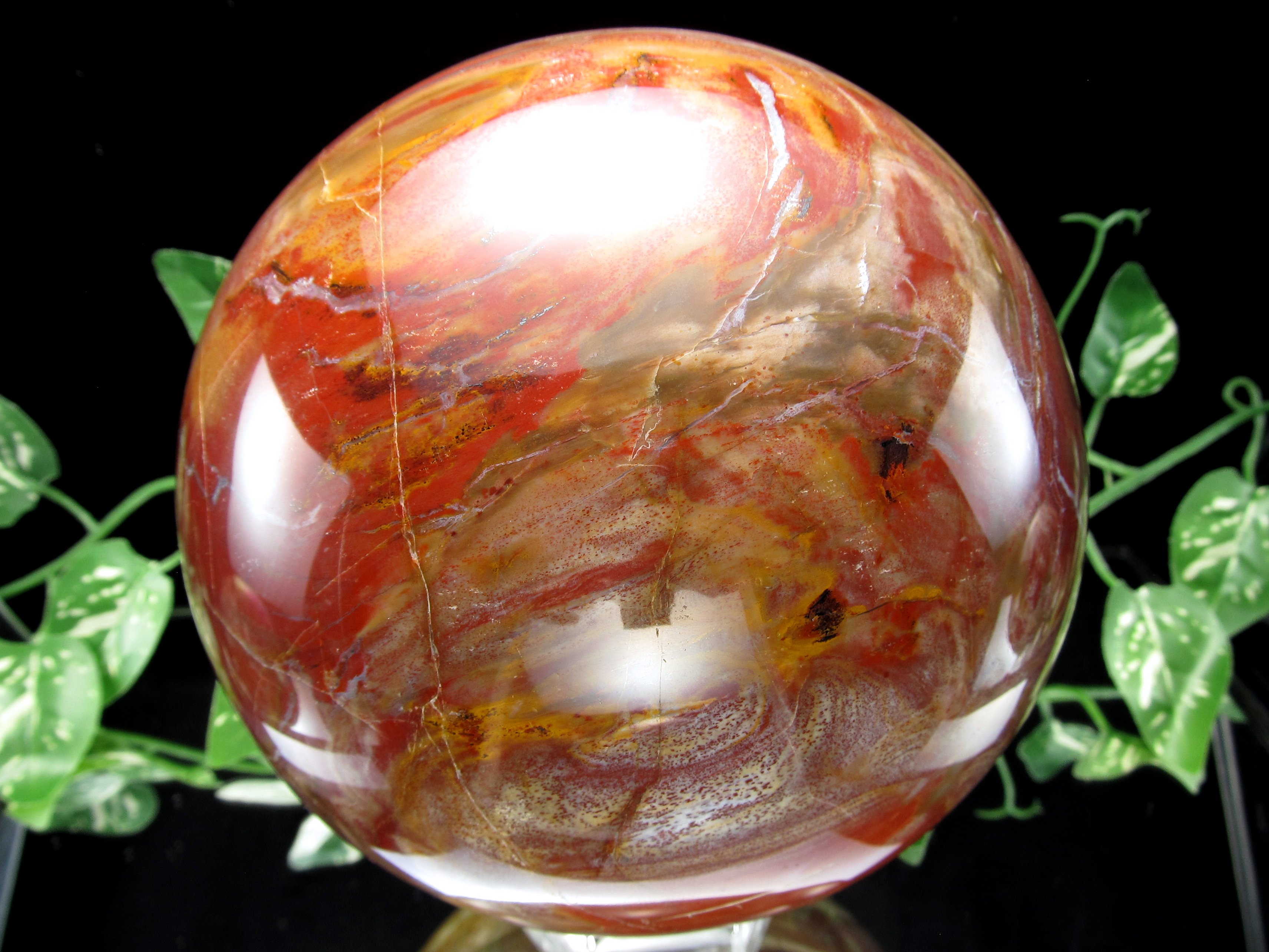 楽天市場】【希少】【数量限定】ペトリファイドウッド 珪化木 約36