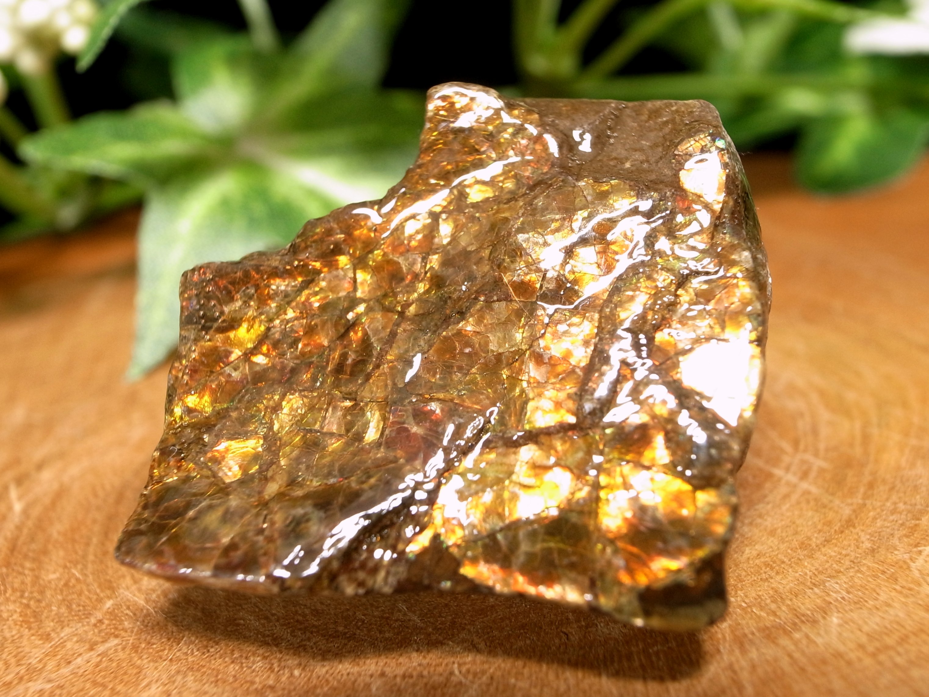 Z9064 カナダ産アンモライト化石 原石 最高級の宝石遊色鮮やか