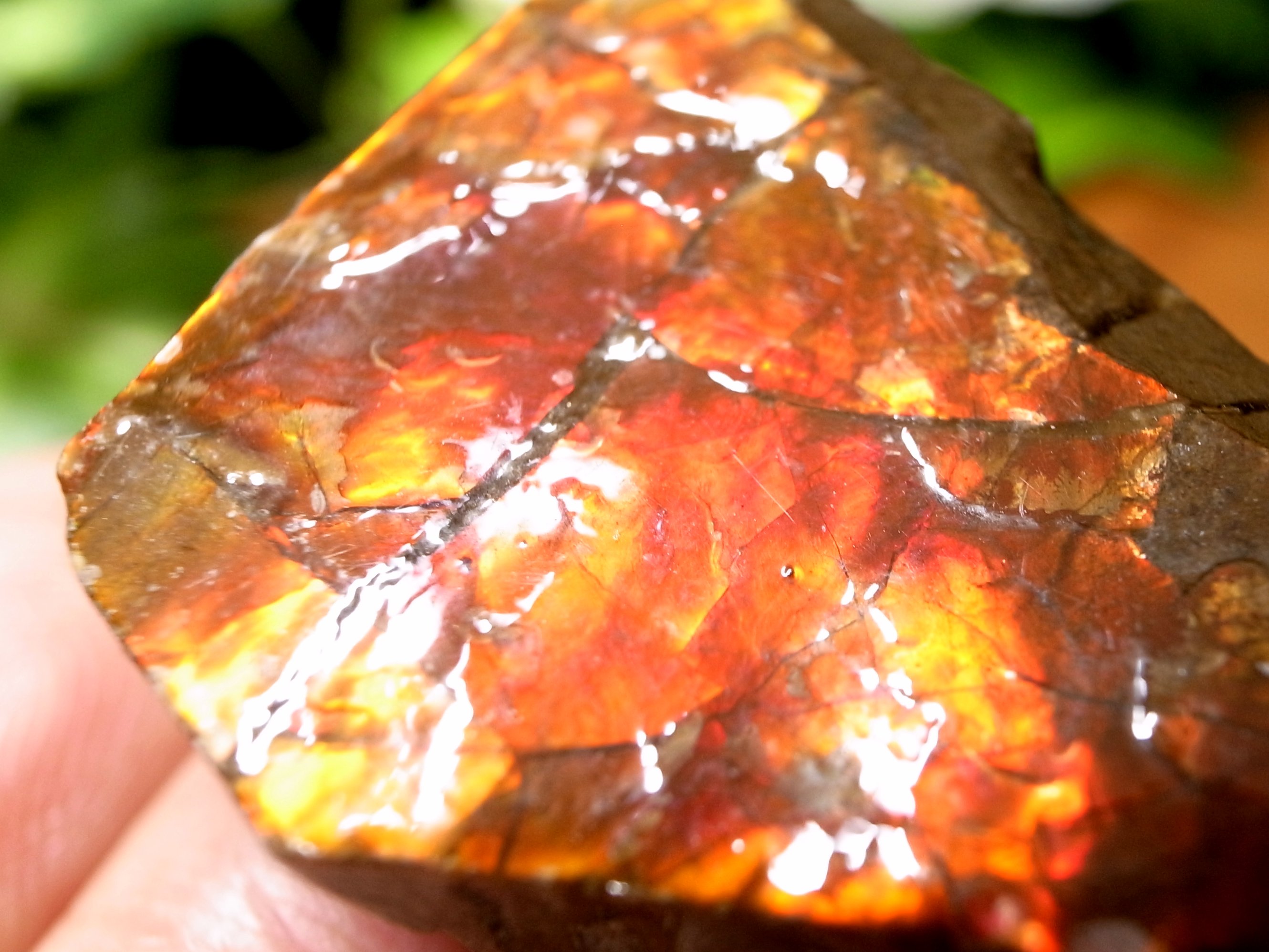 究極品質　秘蔵放出　時空を超えし奇跡の宝石　幻のドラゴンスキンアンモライトPT 究極品質 秘蔵放出 時空を超えし奇跡の宝石 幻のドラゴンスキン