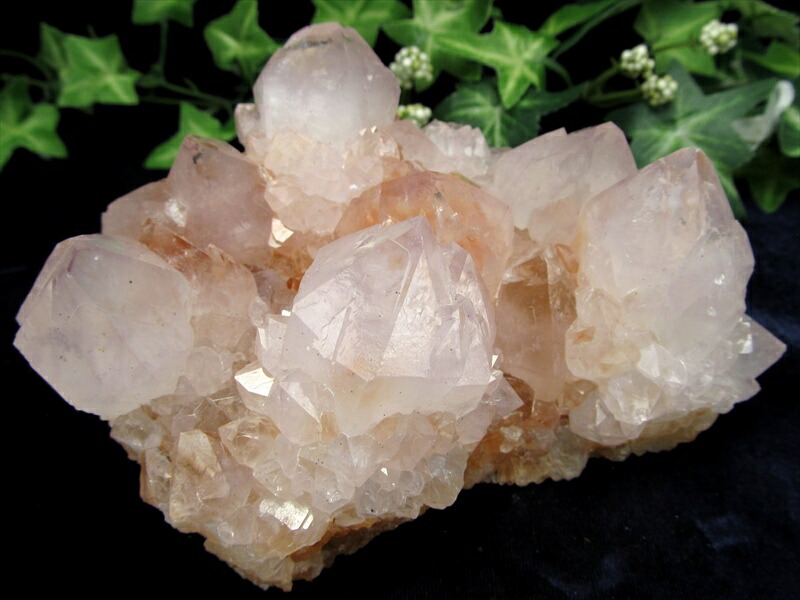 ヒーラーに大人気！ 4A【カクタス アメジスト クラスター原石】最大幅 118mm 重さ 567g 精霊の宿る水晶 紫水晶 サボテンアメジスト 2月 誕生石 １点もの【南アフリカ共和国ムプマランガ州】 パワーストーン 天然石