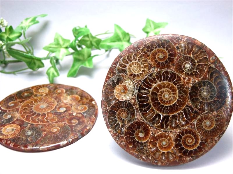 楽天市場】希少 パイライトアンモナイト プレウロセラス パイライト