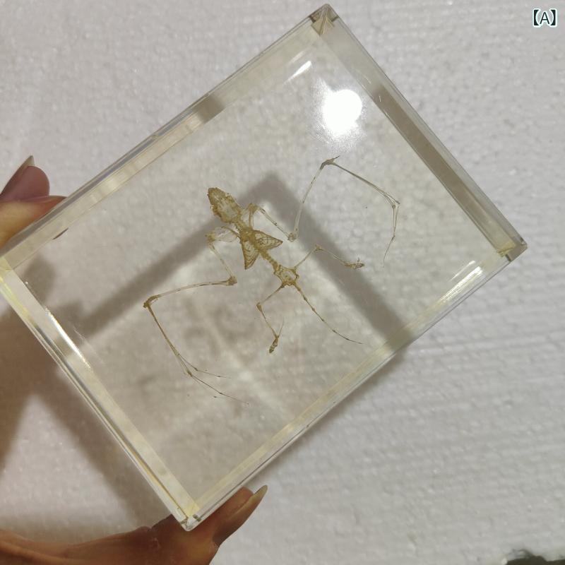 おもちゃ　動物　フィギュア 小 中学校 理科 教育 動物の 解剖学 骨格 生物 標本 樹脂 包 埋 ハト 魚 ウサギ カエル タコ｜サポートシェアグローバル