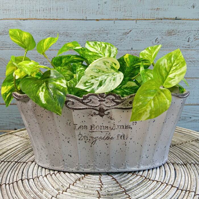 楽天市場】ガーデニング雑貨 植木鉢 プランター 樹脂ポット