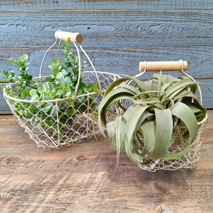 楽天市場】ガーデニング雑貨 ワイヤーバスケット アイアンバスケット