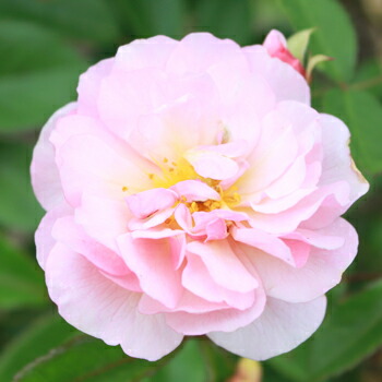 楽天市場】ダマスクローズウォーター 100ml 香料 香り付け 風味 お菓子