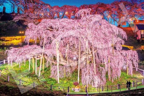 エポック社 1000ピース ジグソーパズル 日本風景 三春の滝桜-福島 (50×75cm) 09-058s のり付き ヘラ付き 点数券付き EPOCH画像
