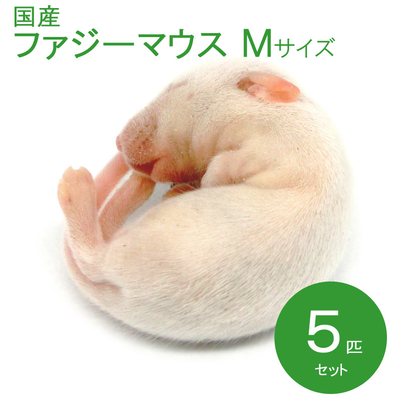 冷凍ラット 30匹セット 40g〜60g