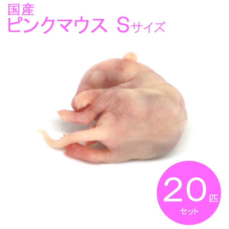 ネット限定 Fesさん専用 自家繁殖冷凍マウス 22g 100匹セット 爬虫類 両生類用品 News Elegantsite Gr ネット限定 Fesさん専用 自家繁殖冷凍マウス 22g 100匹セット 爬虫類 両生類用品 News Elegantsite Gr