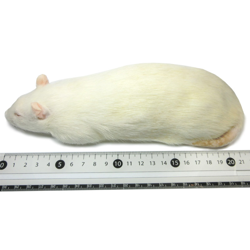 楽天市場 国産冷凍ラット アダルト3l 2匹 Ra3l Safarm Safarm 楽天市場店