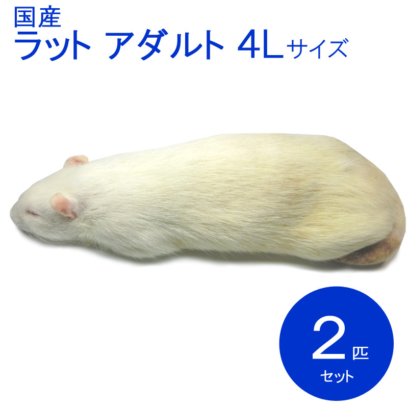 代引き人気 冷凍ラット 40g〜60g 100匹セット - 爬虫類/両生類用品 - news.elegantsite.gr
