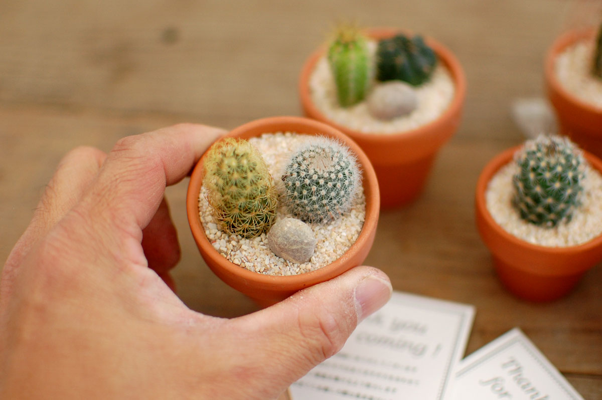 楽天市場 サボテン 多肉植物 プチギフト テラコッタ M 10個からご注文下さい ミニサボテン 観葉植物 インテリア オシャレ おしゃれ かわいい プレゼント ギフト 雑貨 母の日 父の日 バレンタイン ホワイトデー 結婚祝い 後藤サボテン Goto Saboten サボテン