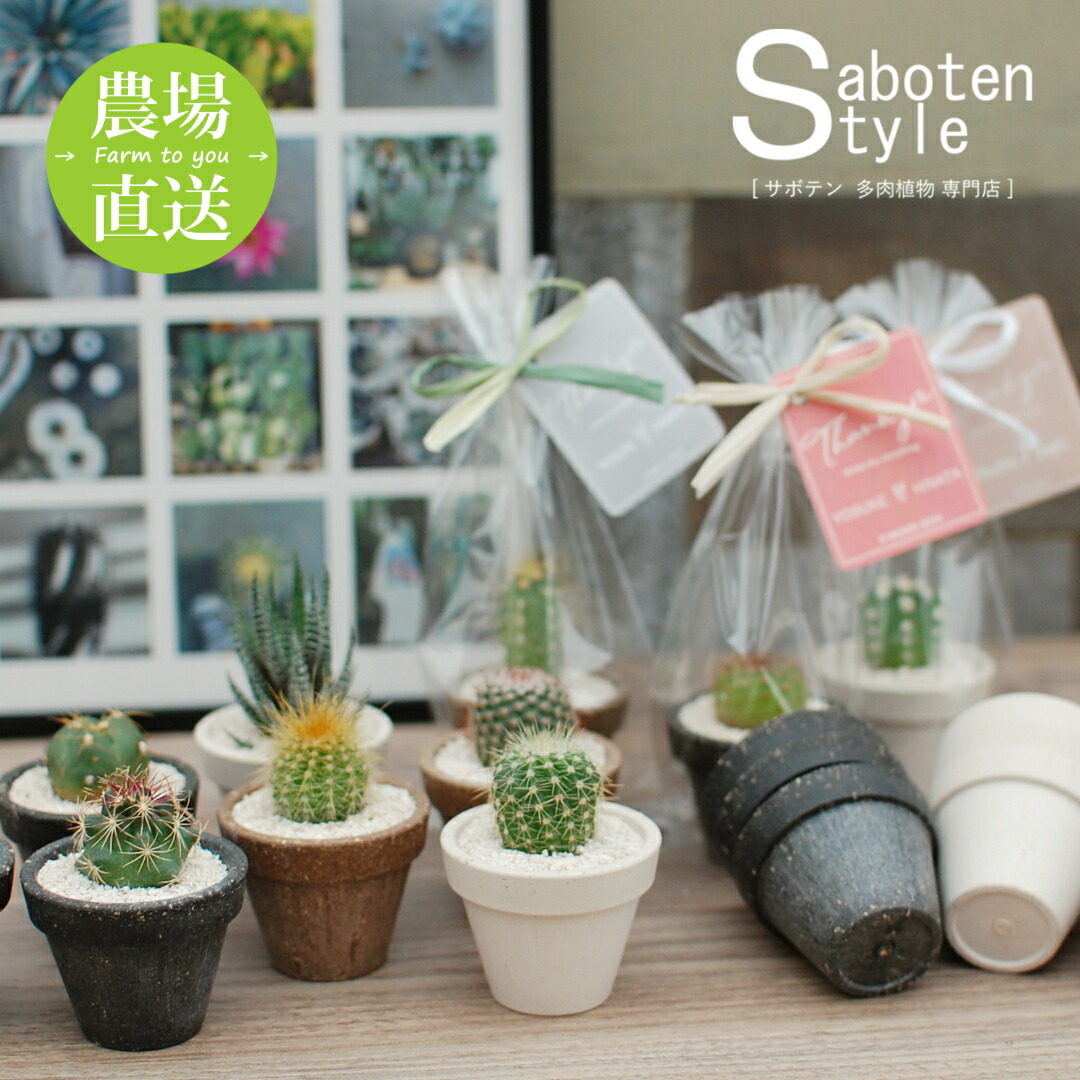 楽天市場】【サボテン・多肉植物 6種類/SABOTEN BOX】 : サボテン