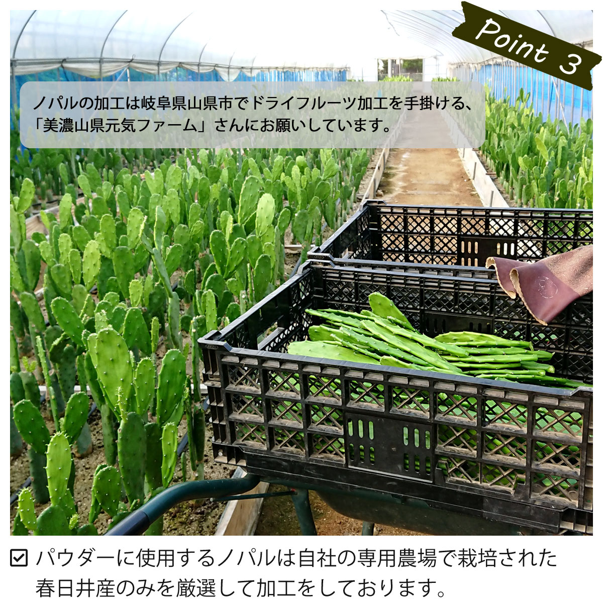推奨 サボテン 多肉植物 ウチワサボテン 食用サボテン ノパル ノパール ノパレス Nopal スーパーフード ダイエット 腸活 ビーガン メキシコ メキシカン タコス Tacos 野菜 粉末 後藤サボテン Qdtek Vn 推奨 サボテン 多肉植物 ウチワサボテン 食用サボテン ノパル ノパール ノパレス Nopal スーパーフード ダイエット 腸活 ビーガン メキシコ メキシカン タコス Tacos 野菜 粉末 後藤サボテン Qdtek Vn