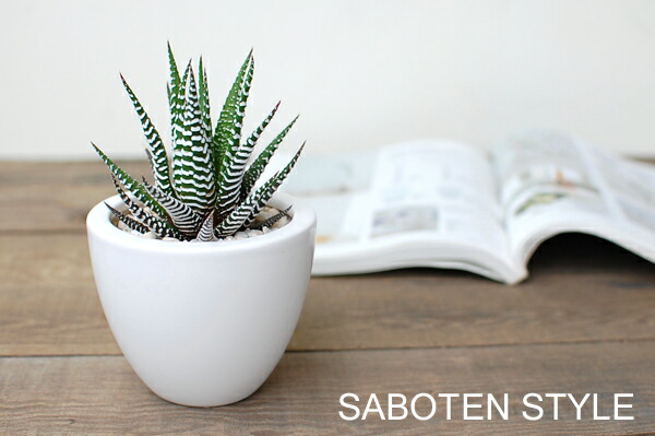 Small Pot Plants House Beautiful Saboten S Rakuten Global Market Winding Plane Mini Pot Of