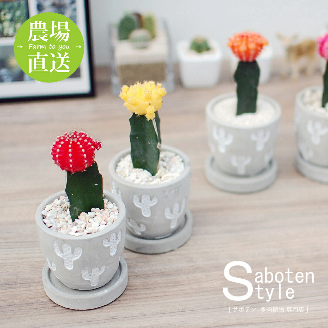 楽天市場】【サボテン・多肉植物 2種類寄せ植え/ハートポット