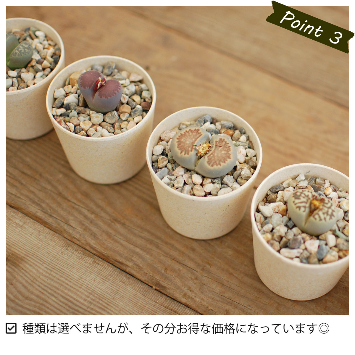 サボテン 多肉植物 コノフィツム 6個セット種類はおまかせ エコポット 観葉植物 ミニサボテン 父の日 リトープス ギフト オシャレ かわいい 観葉植物 プレゼント メセン インテリア ギフト 雑貨 母の日 父の日 バレンタイン ホワイトデー 新生活 サボテン 多肉