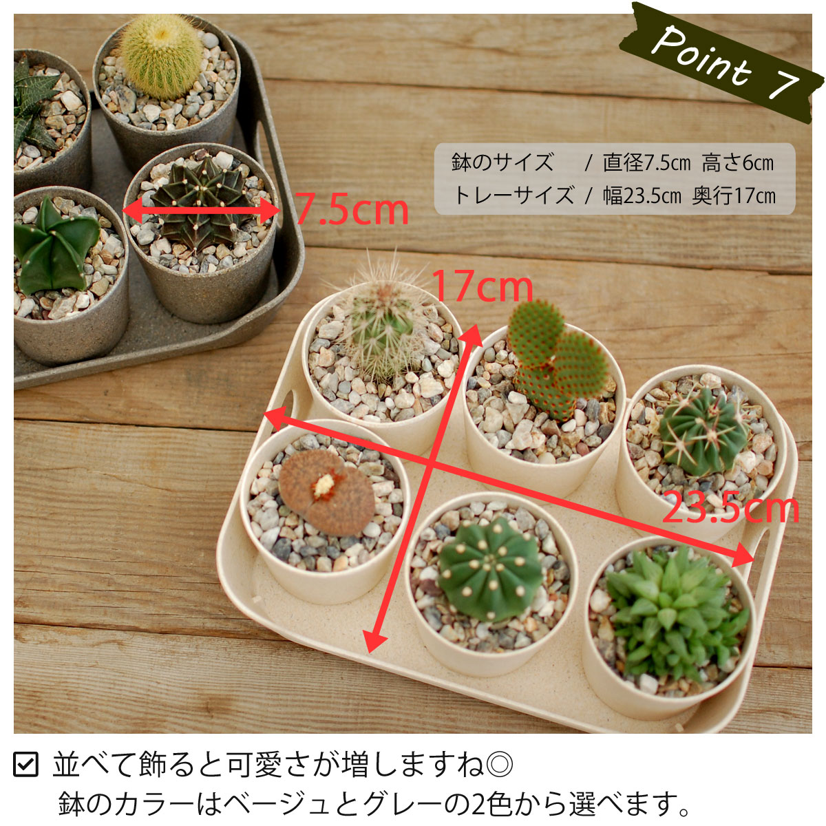 サボテン 多肉植物 6鉢セット種類はおまかせ エコポット サボテン 多肉植物 ミニサボテン 観葉植物 インテリア オシャレ かわいい プレゼント ギフト 雑貨 母の日 父の日 バレンタイン ホワイトデー 新生活 Educaps Com Br