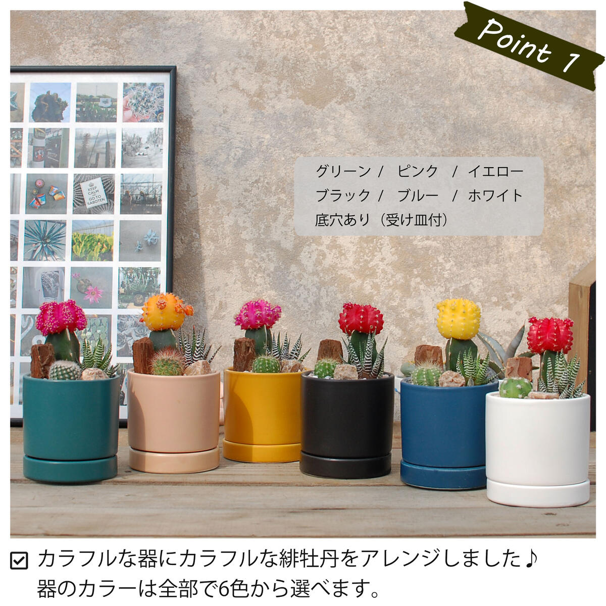 選べる】緋牡丹と器の色が選べる 3種のサボテン寄せ植え カラフルPOT