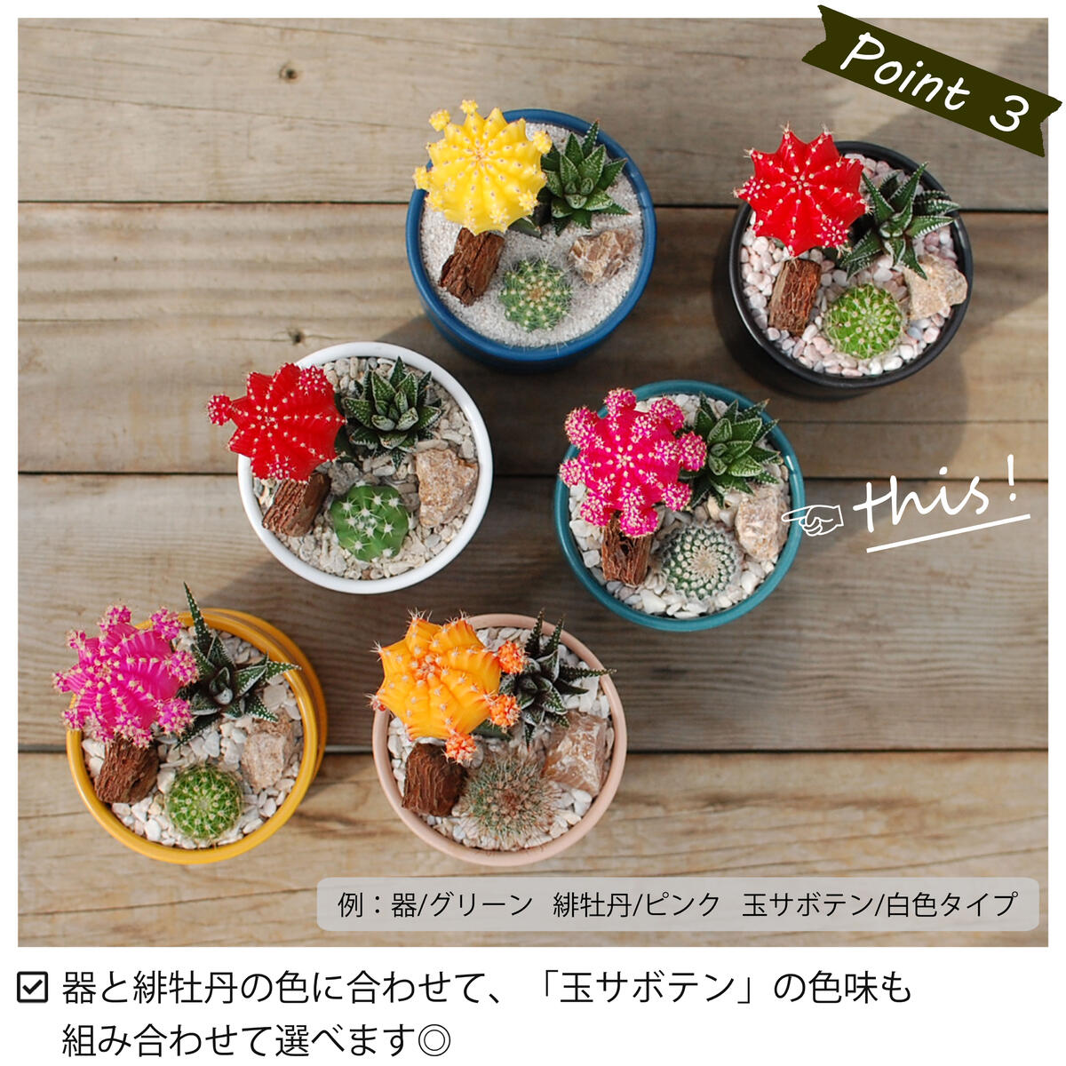 選べる】緋牡丹と器の色が選べる 3種のサボテン寄せ植え カラフルPOT