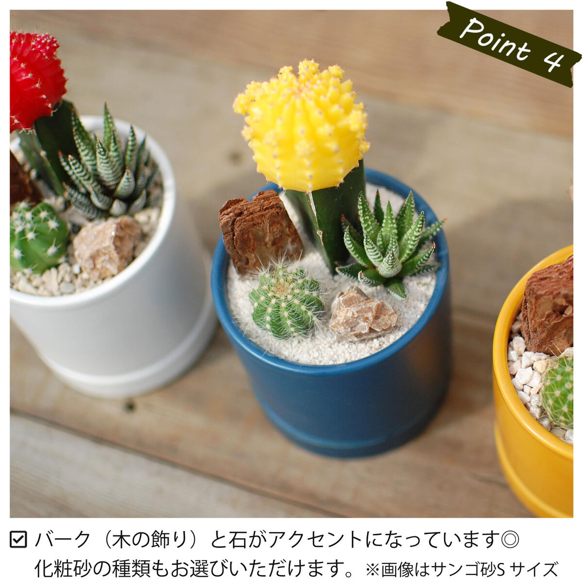 選べる】緋牡丹と器の色が選べる 3種のサボテン寄せ植え カラフルPOT