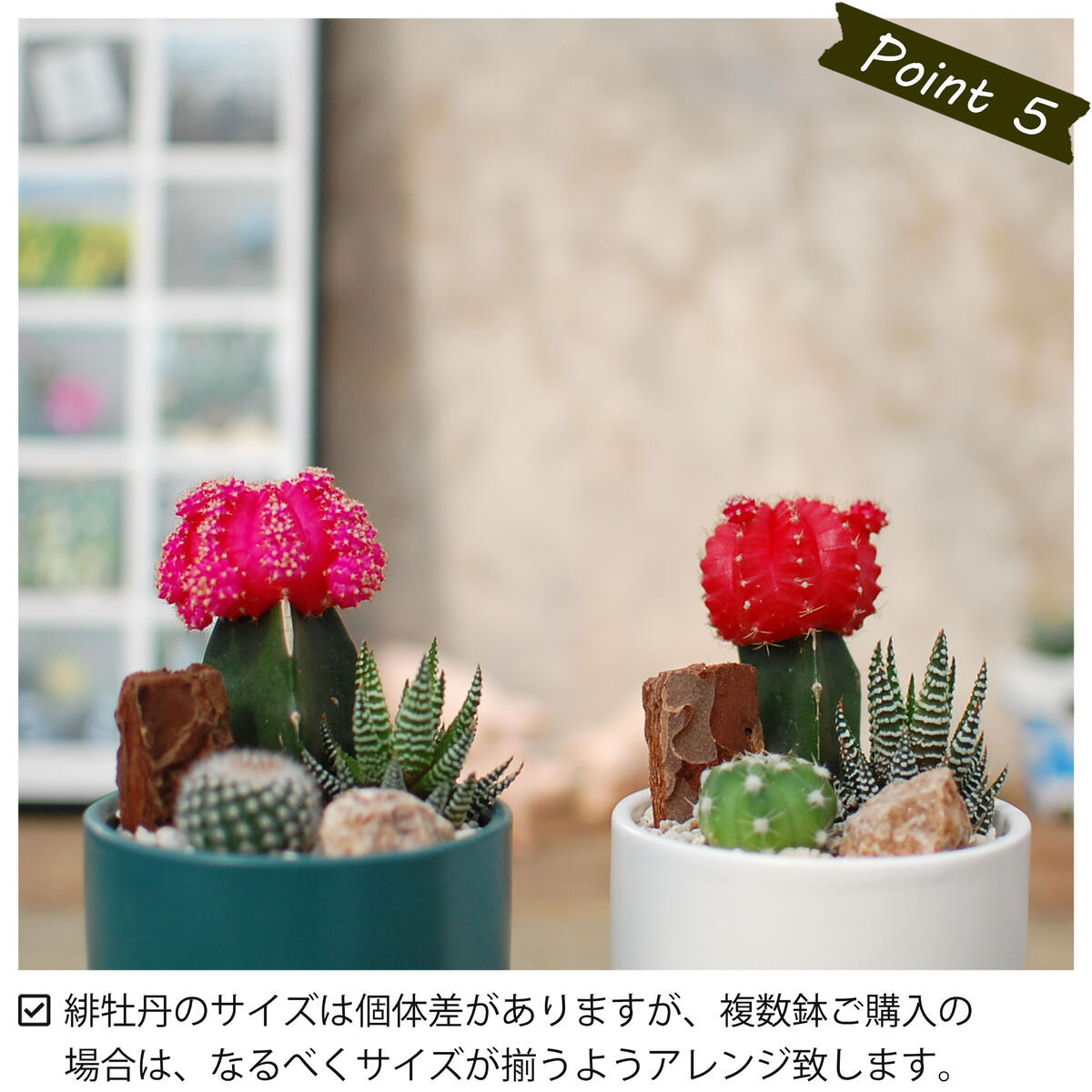 緋牡丹と器の色が選べる】 サボテン 多肉植物 3種類 寄せ植え カラフル