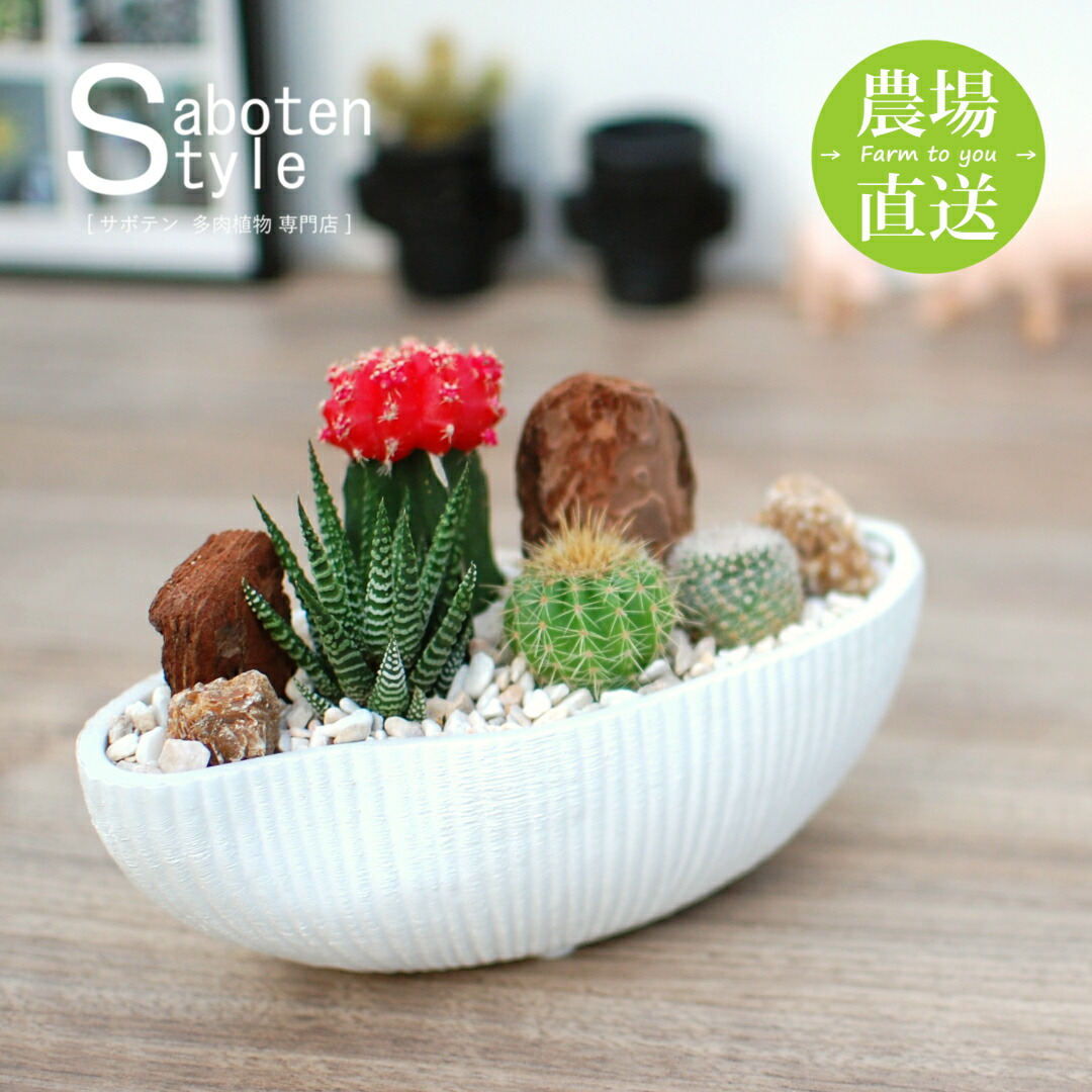 楽天市場】【サボテン 多肉植物 サボテンジオラマ / Plastic Pot