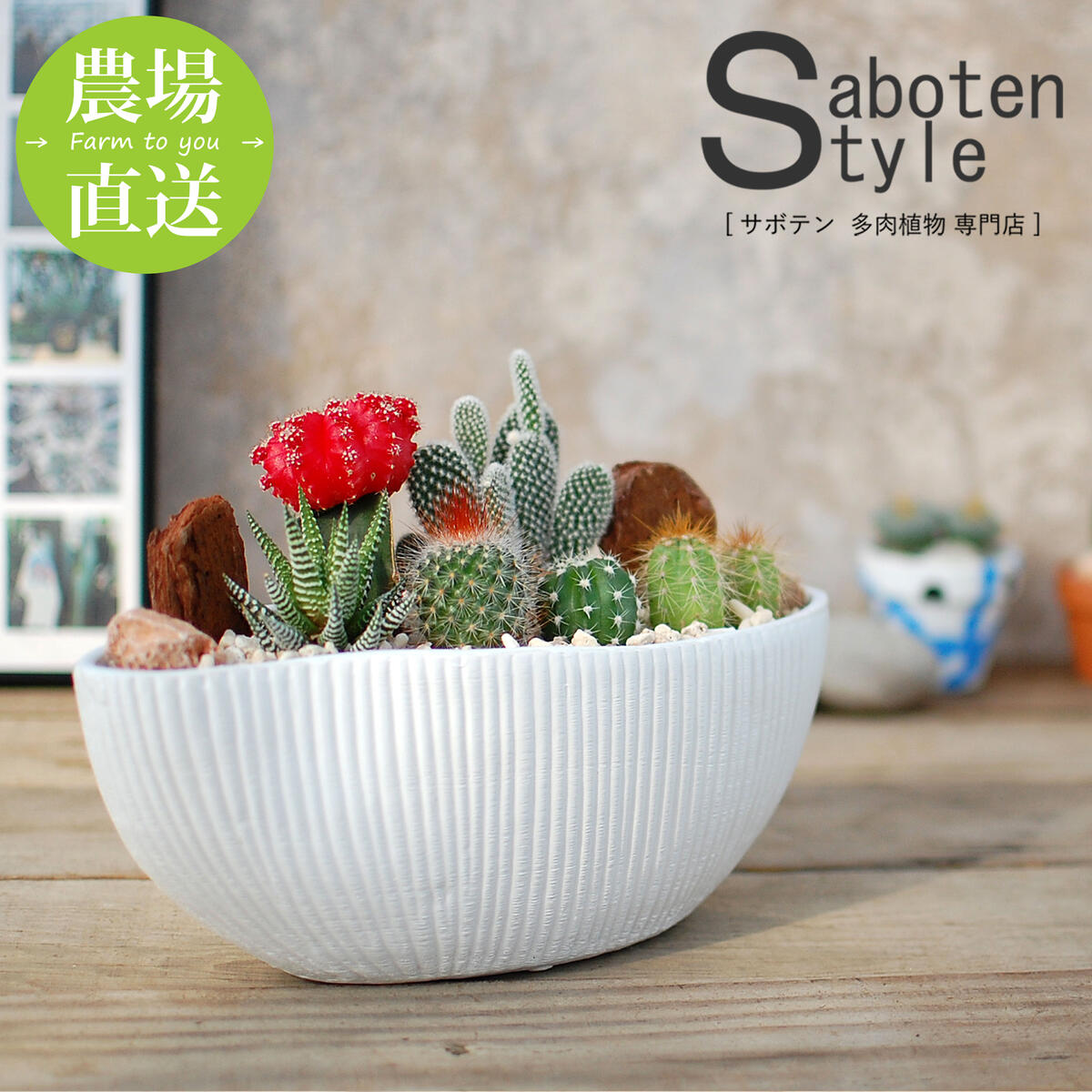 サボテンページ 楽天市場】【サボテン・多肉植物 4種類/SABOTEN BOX（素焼き鉢4