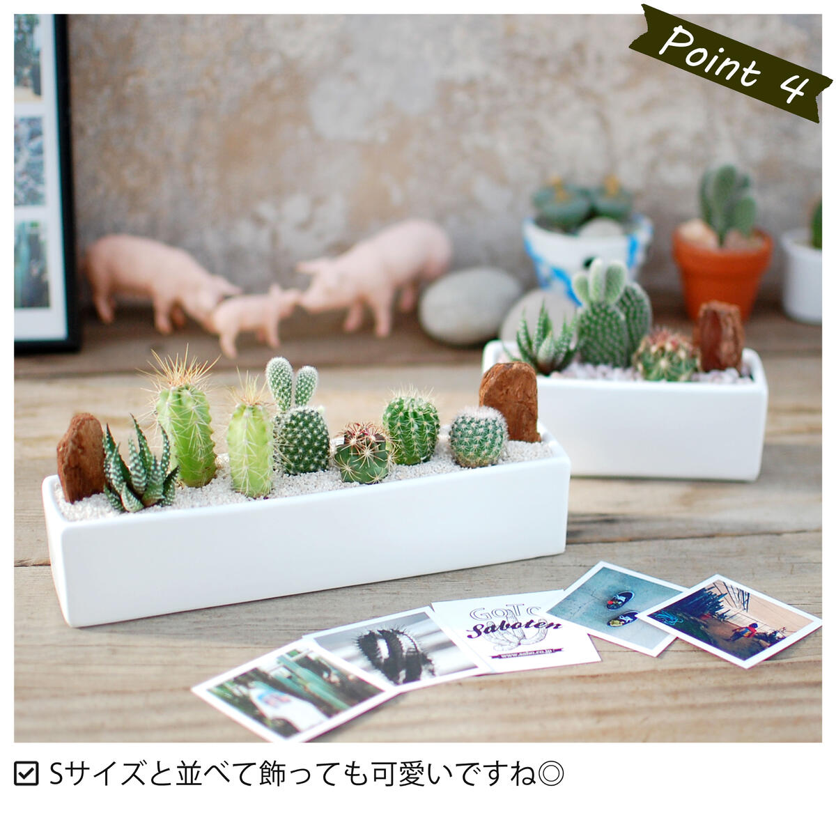 横長で飾りやすい】6種のサボテン寄せ植え レクトL | 棚やカウンターに 
