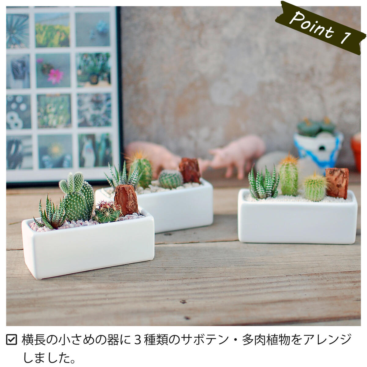 サボテン 多肉植物 3種類 寄せ植え / レクト S】/ サボテン 多肉植物