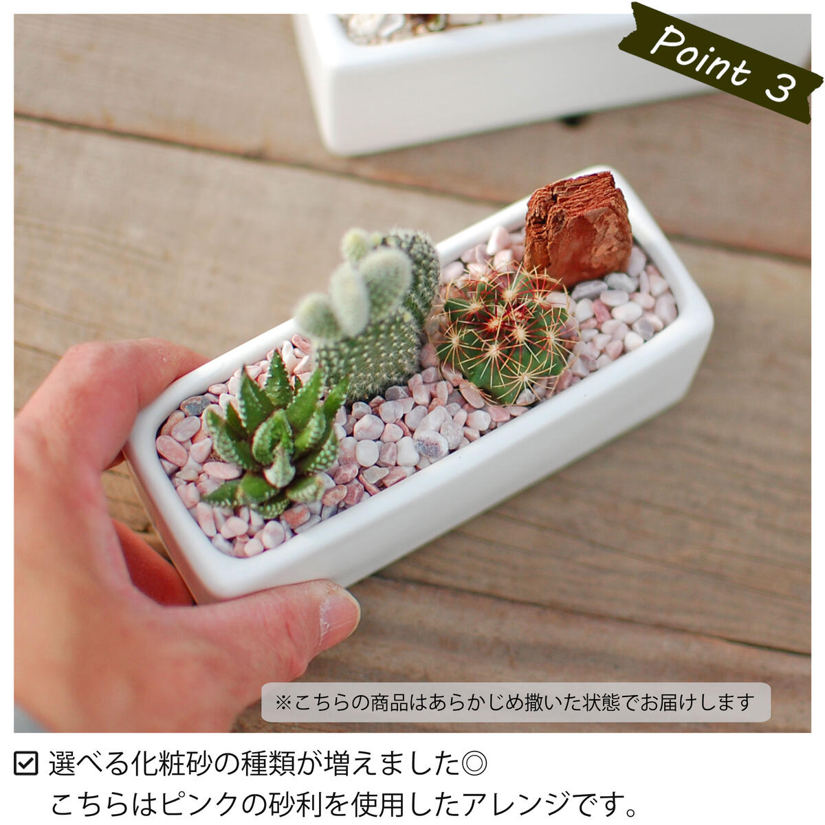 サボテン 多肉植物 3種類 寄せ植え / レクト S】/ サボテン 多肉植物