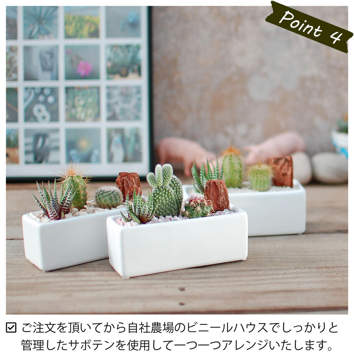 サボテン 多肉植物 3種類 寄せ植え / レクト S】/ サボテン 多肉植物