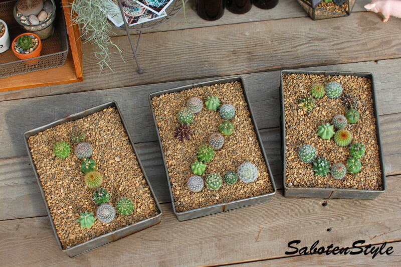 楽天市場】【サボテン・多肉植物 6種類/SABOTEN BOX】 : サボテン