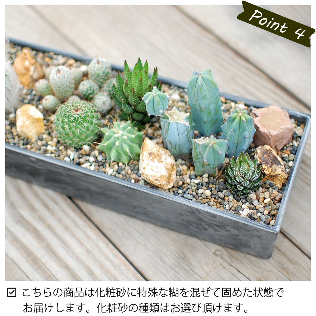 日本正規品 楽天市場 サボテン 多肉植物 サボテンジオラマ Plastic Pot レクトｌ サボテン ジオラマ ミニサボテン 観葉植物 インテリア オシャレ かわいい プレゼント ギフト 雑貨 母の日 父の日 バレンタイン ホワイトデー 新生活 サボテン 多肉植物