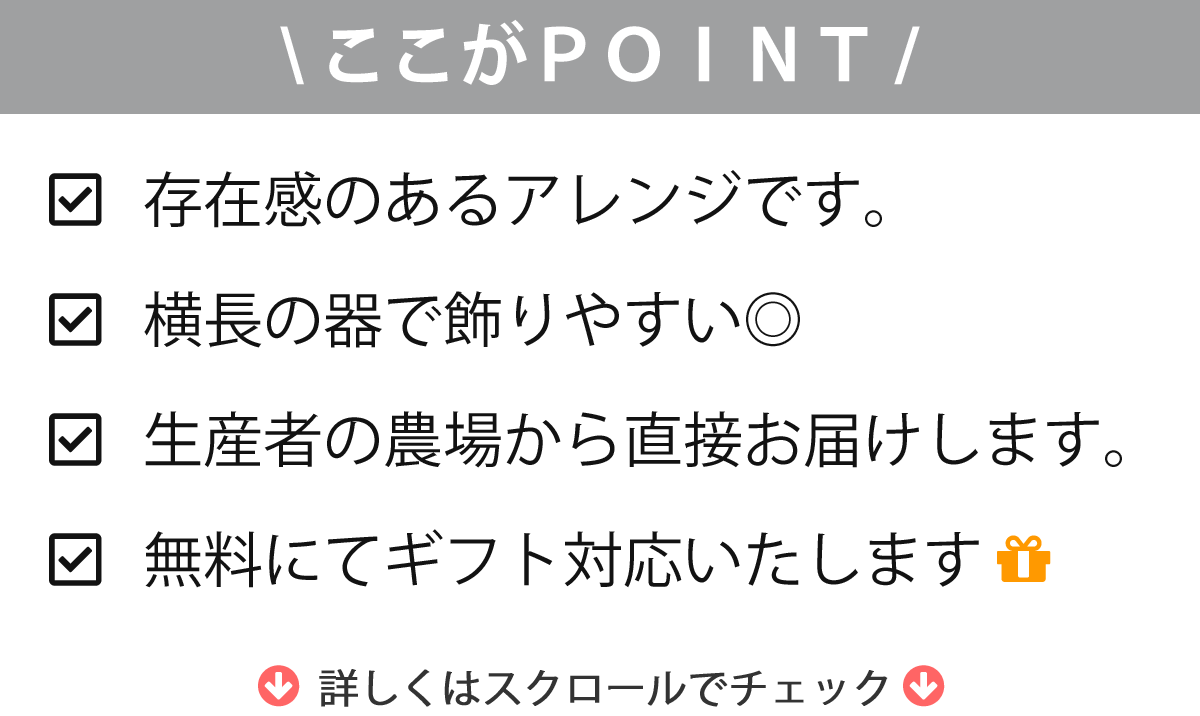 楽天市場 サボテン 多肉植物 5種類 寄せ植え 舟形ｐｏｔ ｍ サボテン 多肉植物 ミニサボテン 観葉植物 インテリア オシャレ かわいい プレゼント ギフト 雑貨 母の日 父の日 バレンタイン ホワイトデー クリスマス 後藤サボテン Goto Saboten サボテン 多肉