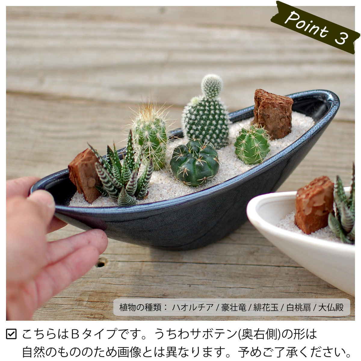 カクタス 多肉植物 5品種 寄せ植え ウェーブポット サボテン 多肉植物 ミニサボテン 観葉植物 調度品 オシャレ 可愛い つけ届け 贈物 雑貨 マザーの日 父の日 バレンタイン 白人種デー クリスマス 後藤サボテン Goto Saboten Foxunivers Com