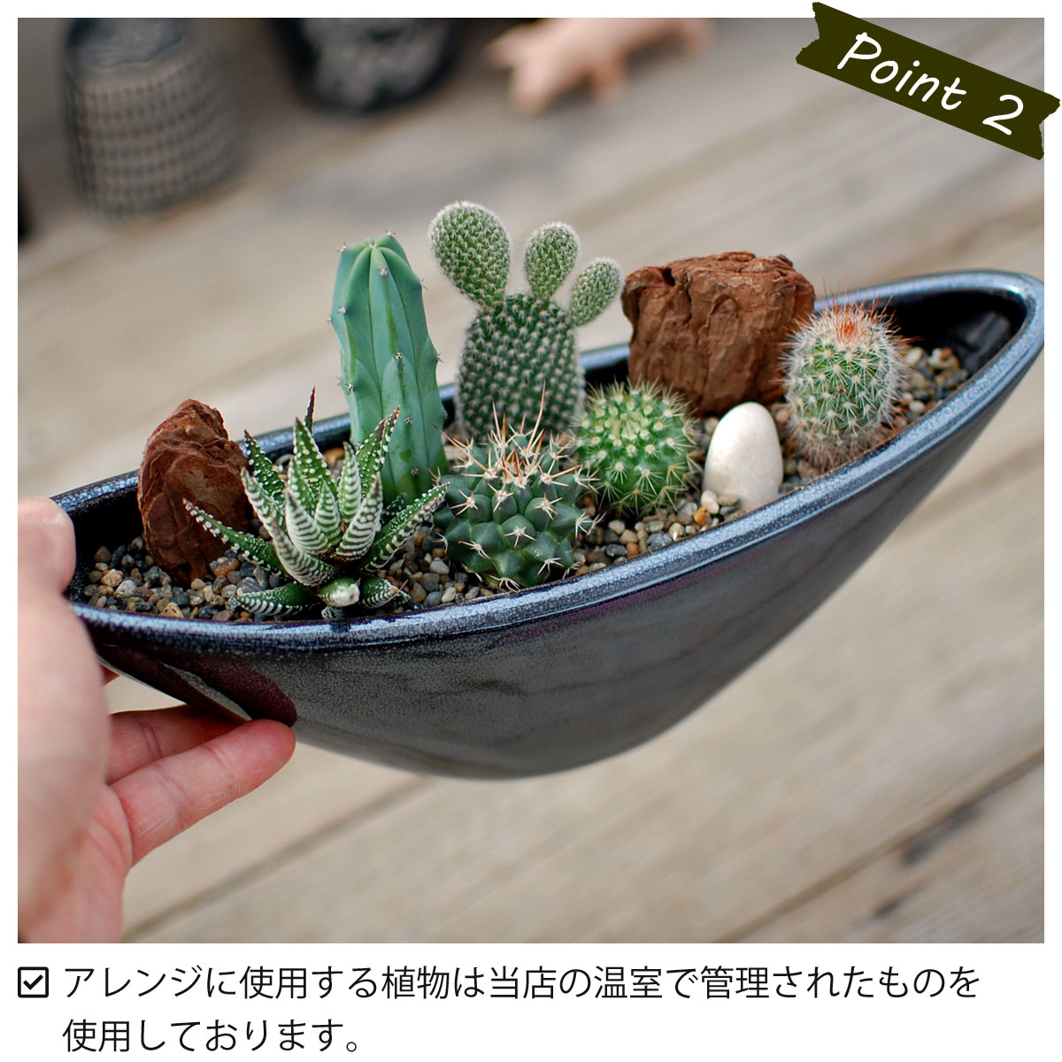 サボテン 多肉植物 6種類 寄せ植え ウェーブポット L サボテン 多肉植物 ミニサボテン 観葉植物 インテリア オシャレ かわいい プレゼント ギフト 雑貨 母の日 父の日 バレンタイン ホワイトデー クリスマス 後藤サボテン Goto Saboten Giosenglish Com