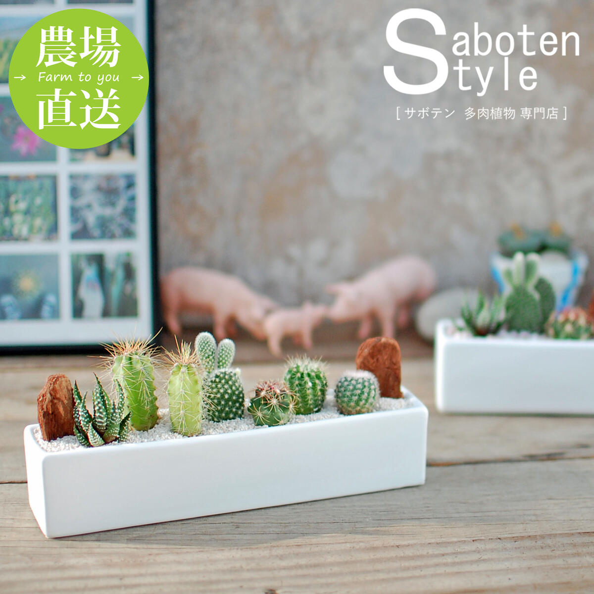 楽天市場】【サボテン 多肉植物 3種類 寄せ植え（緋牡丹）/ カラフルPOT】/ サボテン 多肉植物 ミニサボテン 観葉植物 インテリア オシャレ  かわいい プレゼント ギフト 雑貨 母の日 父の日 バレンタイン ホワイトデー クリスマス 後藤サボテン GOTO SABOTEN / : サボテン  ...