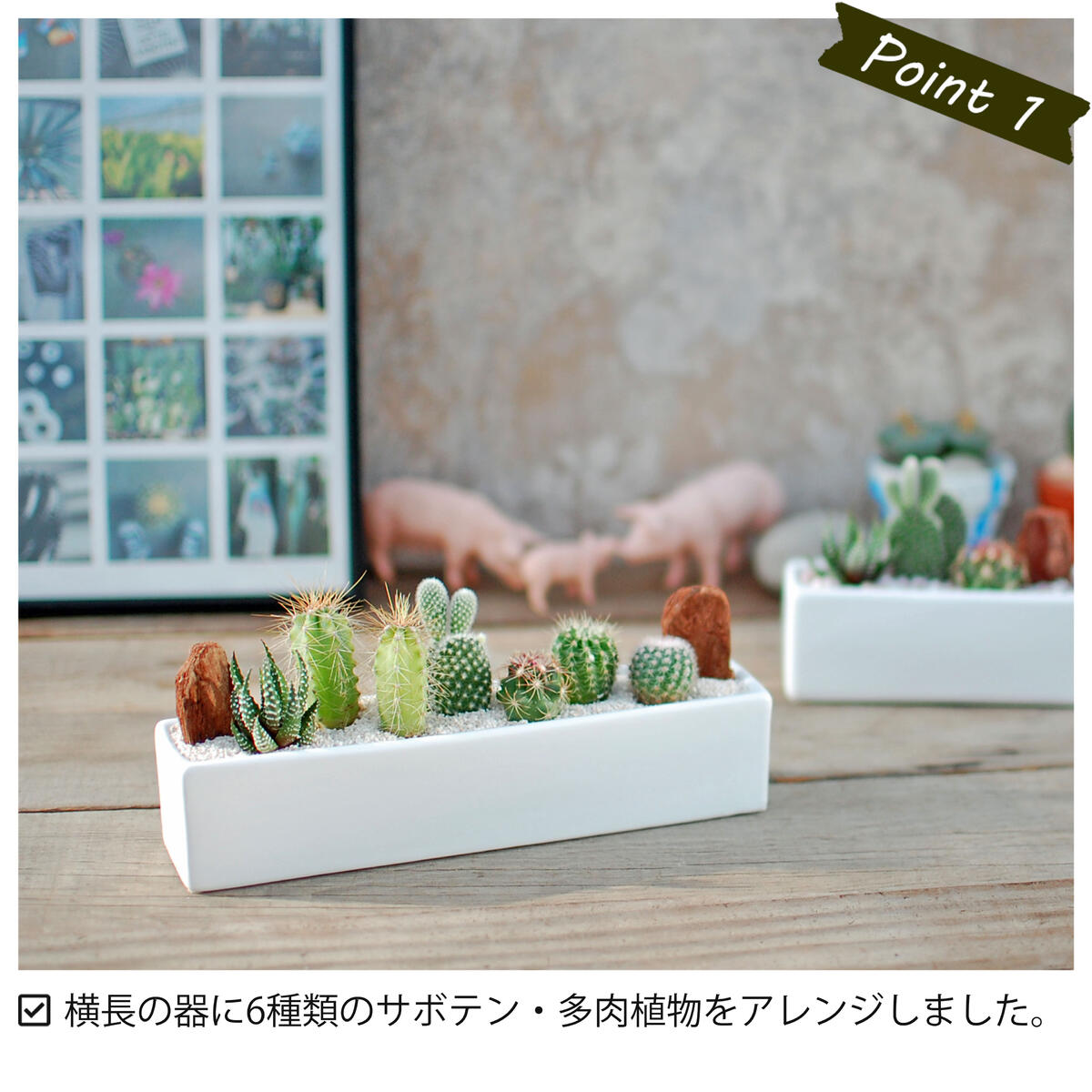 サボテン 多肉植物 6種類 寄せ植え / レクト L】/ サボテン 多肉植物 ミニサボテン 寄せ植え 観葉植物 インテリア オシャレ かわいい  プレゼント ギフト 雑貨 母の日 父の日 バレンタイン ホワイトデー クリスマス 後藤サボテン GOTO SABOTEN /