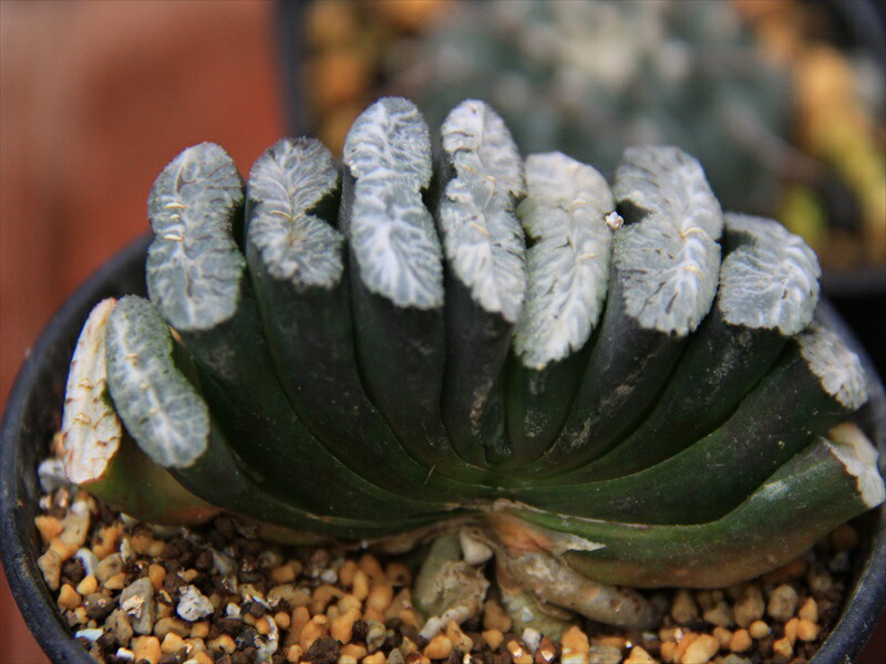 大型玉扇  美品 多肉植物：ハオルチア 玉扇 美白線巨大マグニフィカ 徳田